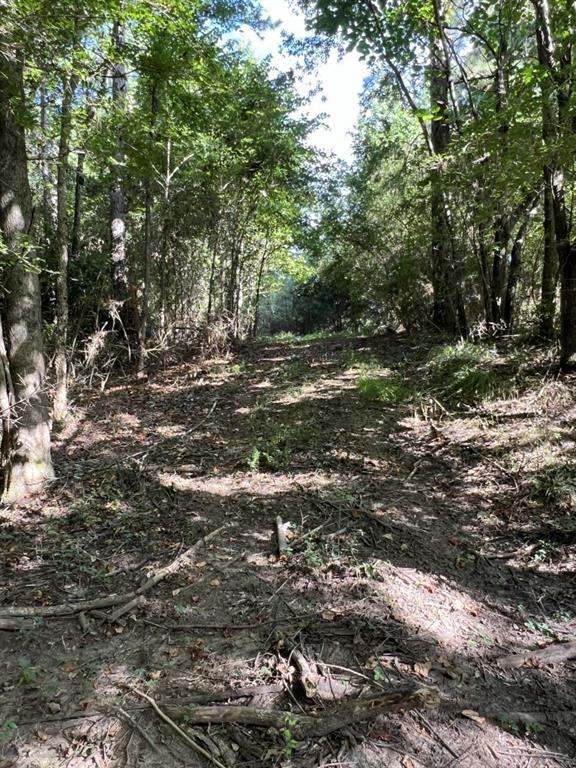 Tbd County Road 168-1 Property Photo 20