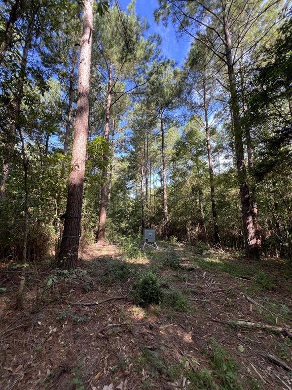 Tbd County Road 168-1 Property Photo 23