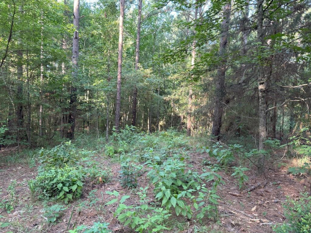 Tbd County Road 168-1 Property Photo 35