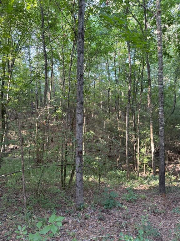 Tbd County Road 168-1 Property Photo 37
