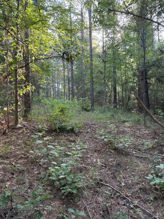Tbd County Road 168-1 Property Photo 38