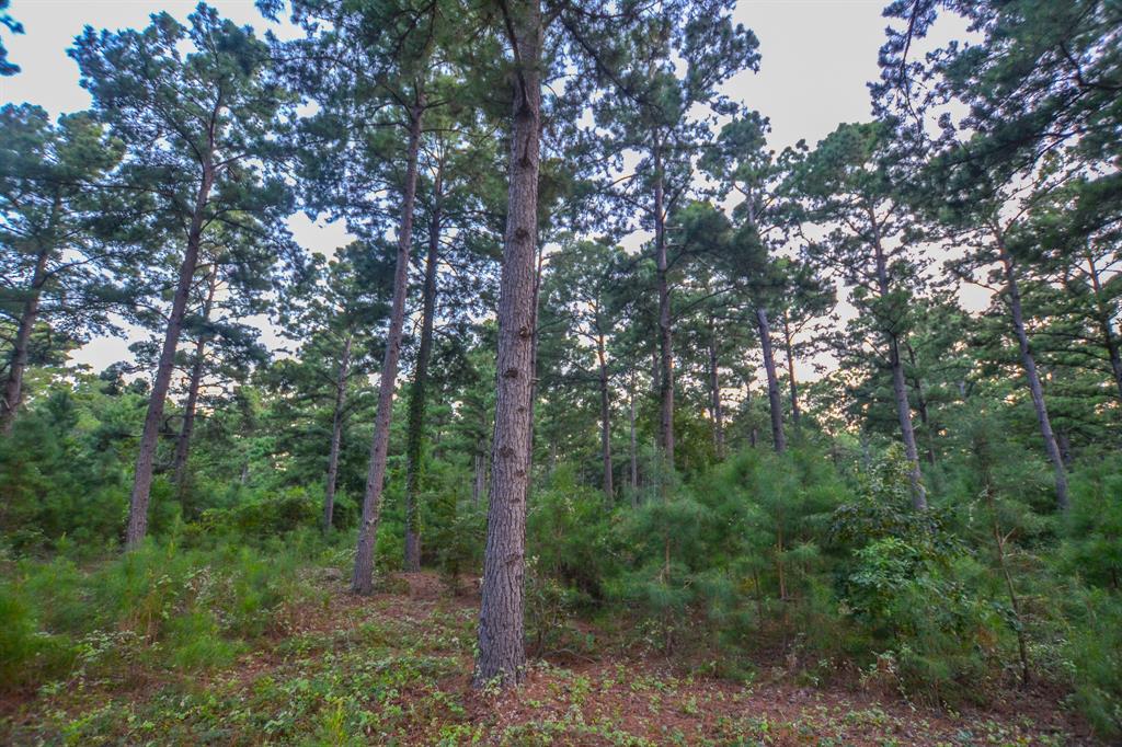 Tract 1 Hwy 155 Property Photo 17