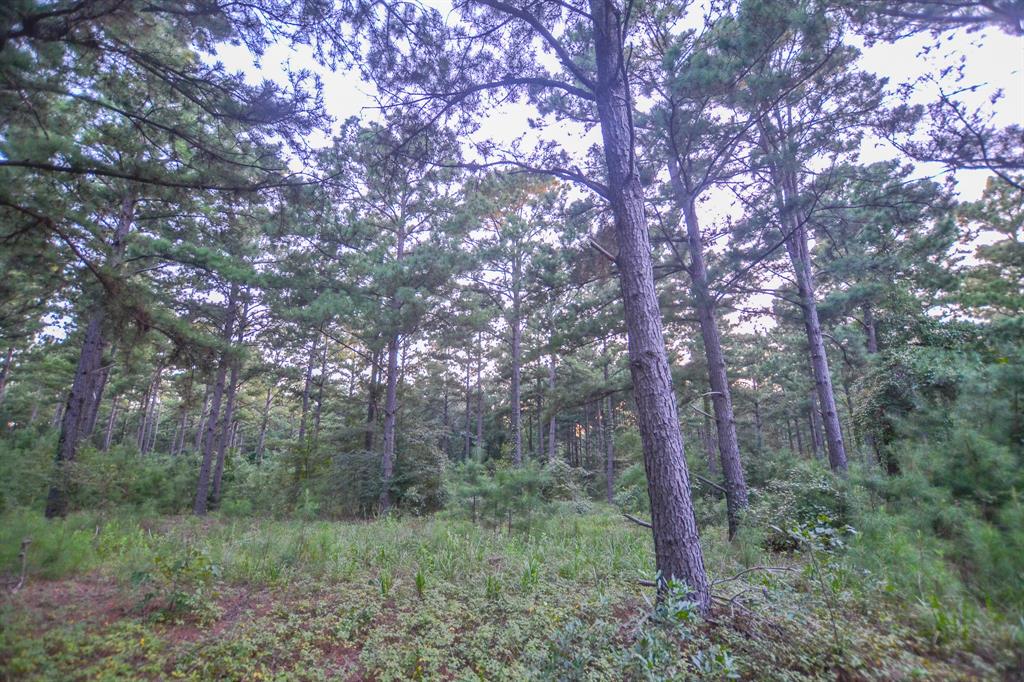 Tract 2 Hwy 155 Property Photo 9