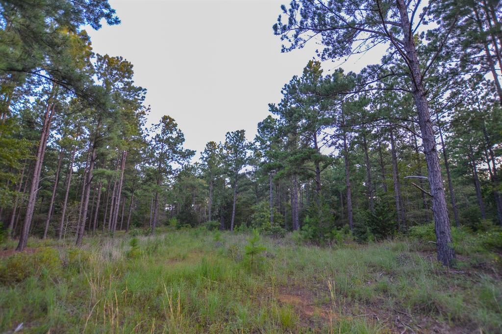 Tract 2 Hwy 155 Property Photo 11