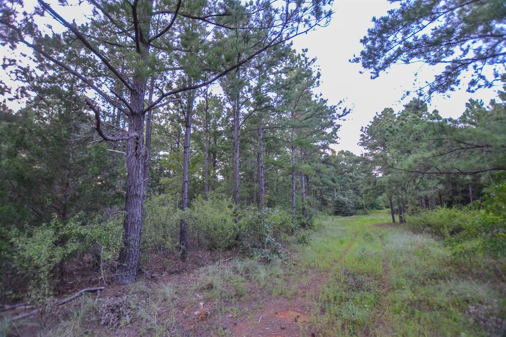 Tract 2 Hwy 155 Property Photo 12