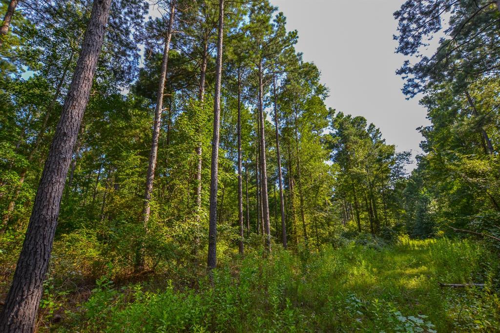 Tract 2 Hwy 155 Property Photo 19