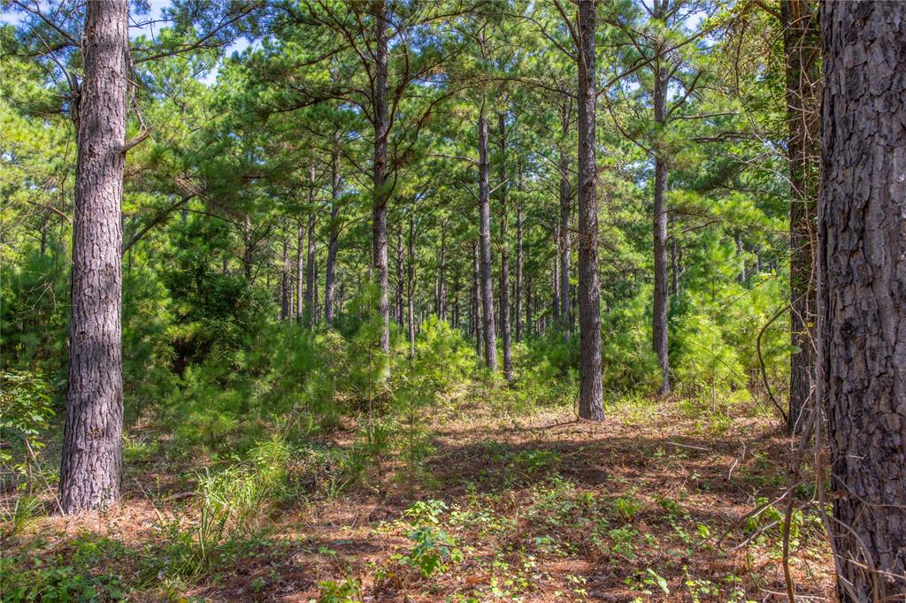 Tract 5 Hwy 155 Property Photo 14