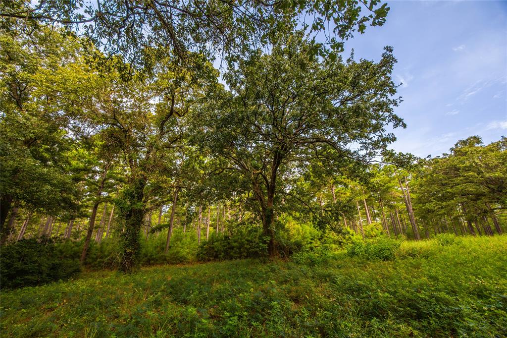 Tract 5 Hwy 155 Property Photo 17