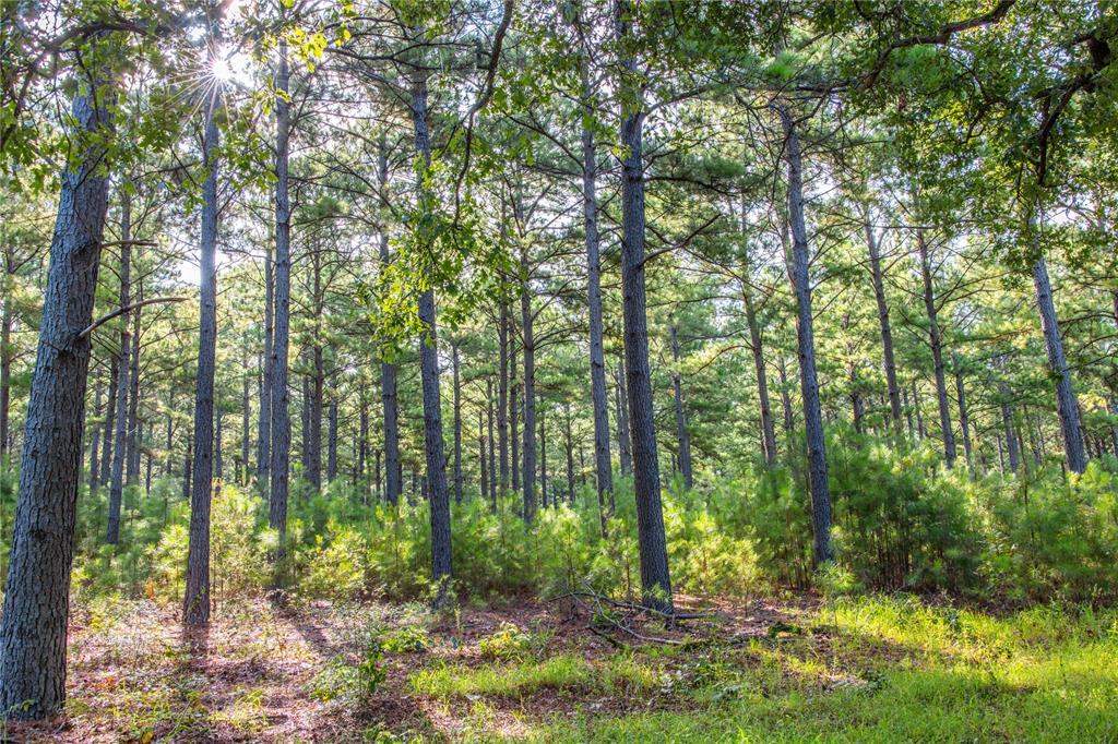 Tract 5 Hwy 155 Property Photo 19