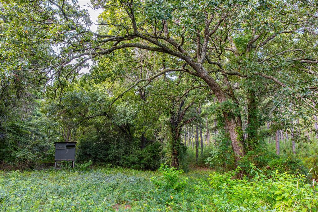 Tract 5 Hwy 155 Property Photo 21