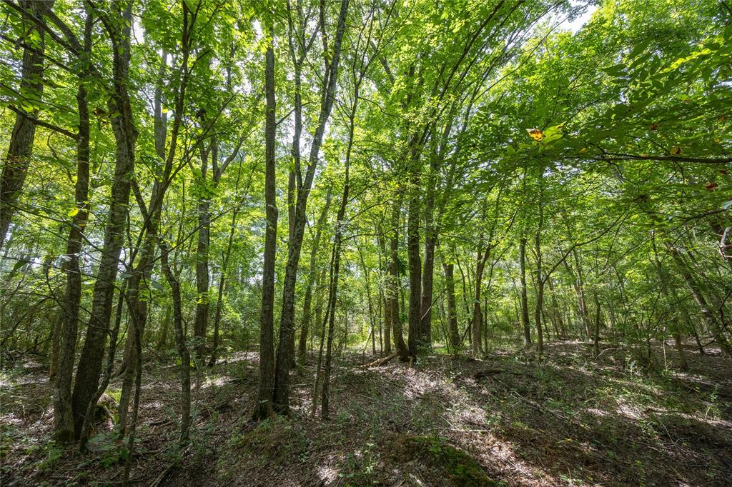 Tract 7 County Road 4221 Property Photo 8