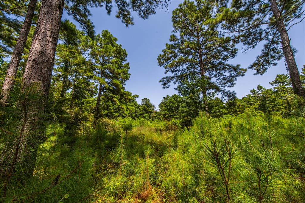 Tract 7 County Road 4221 Property Photo 10