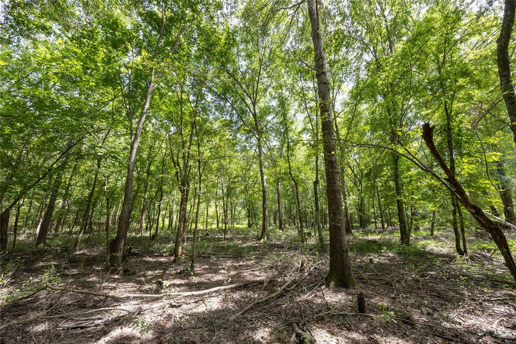 Tract 7 County Road 4221 Property Photo 12