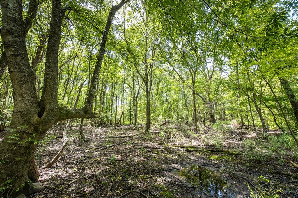 Tract 7 County Road 4221 Property Photo 13