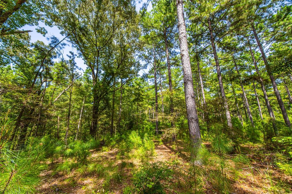 Tract 7 County Road 4221 Property Photo 14