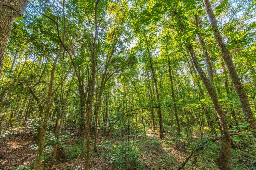 Tract 7 County Road 4221 Property Photo 17