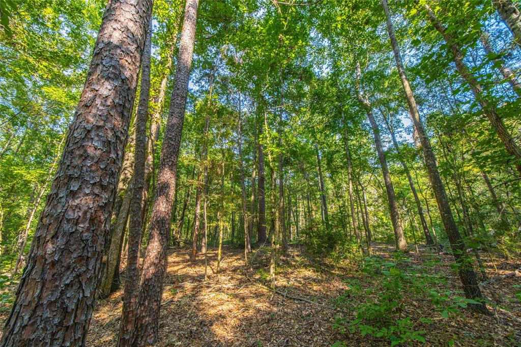 Tract 7 County Road 4221 Property Photo 18