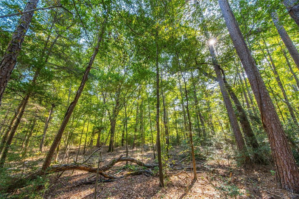 Tract 7 County Road 4221 Property Photo 19