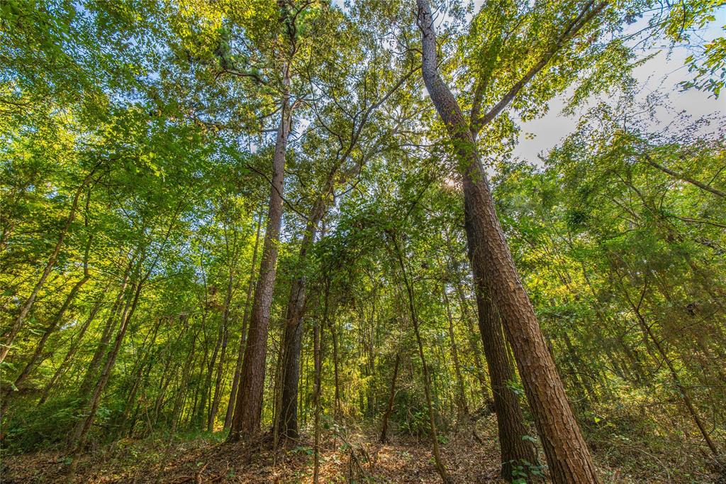 Tract 7 County Road 4221 Property Photo 20