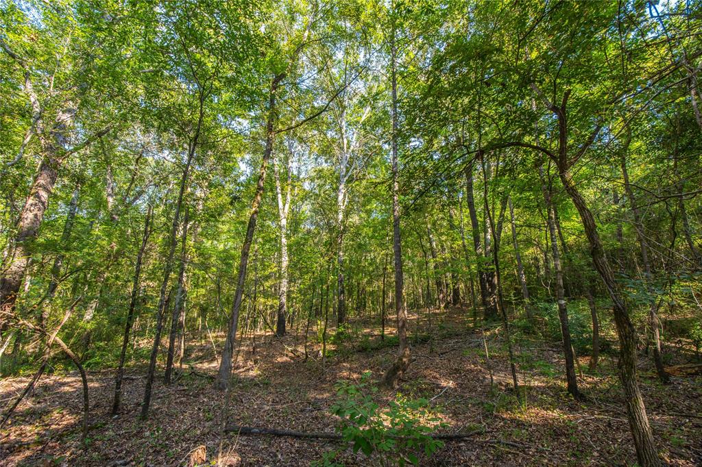 Tract 7 County Road 4221 Property Photo 21