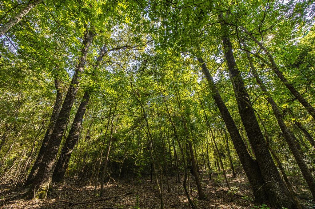 Tract 7 County Road 4221 Property Photo 22