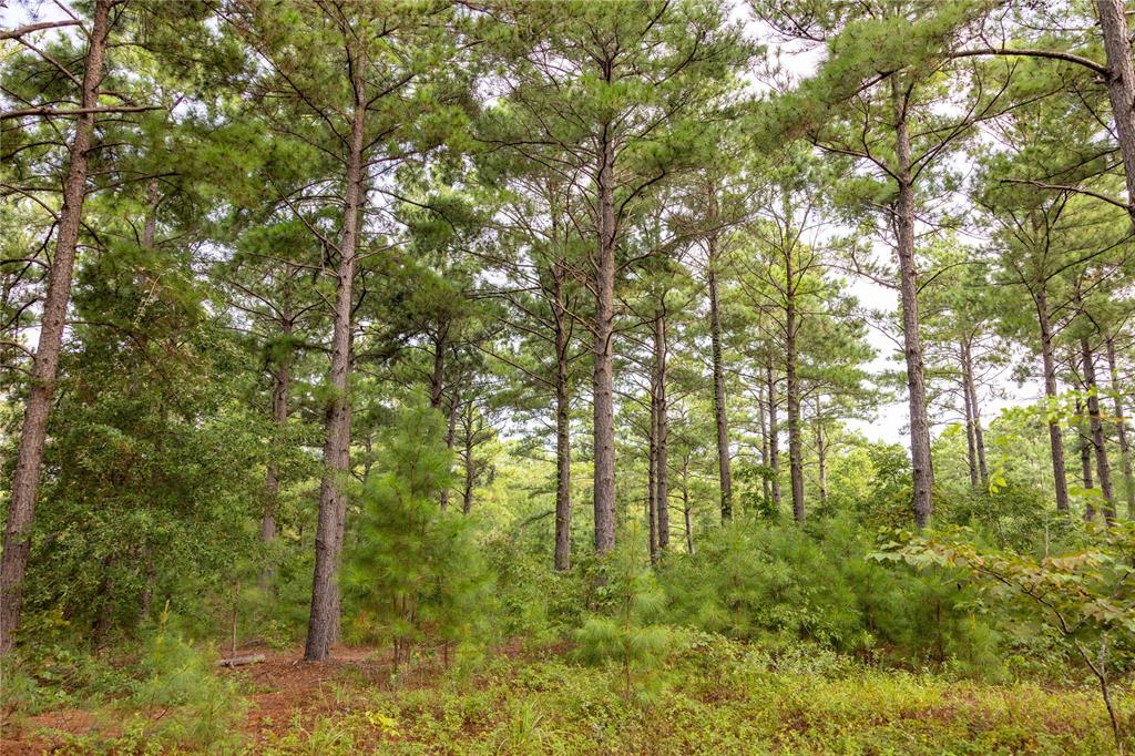 Tract 8 County Road 4221 Property Photo 5