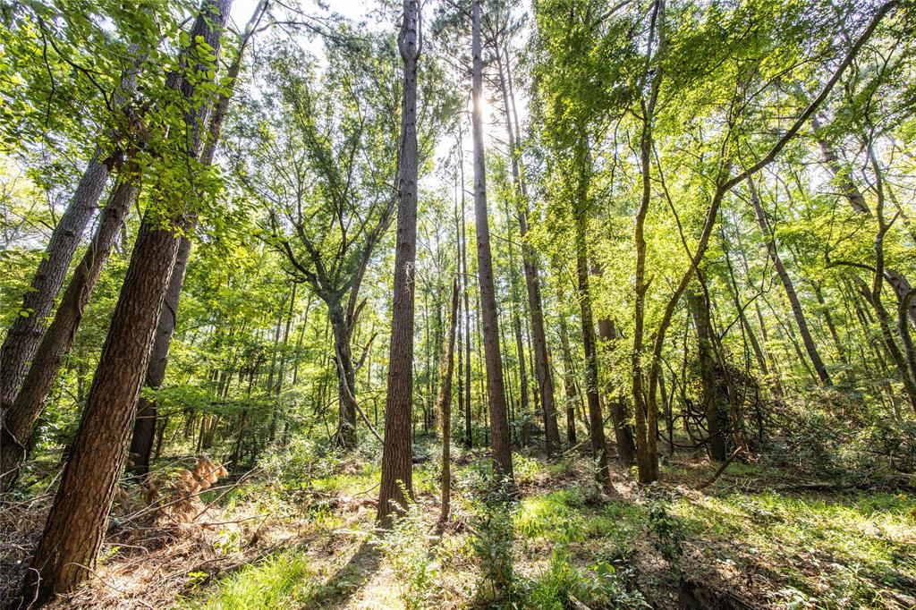 Tract 8 County Road 4221 Property Photo 7