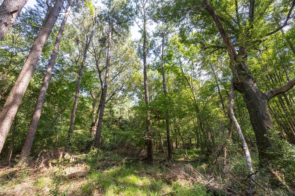 Tract 8 County Road 4221 Property Photo 8