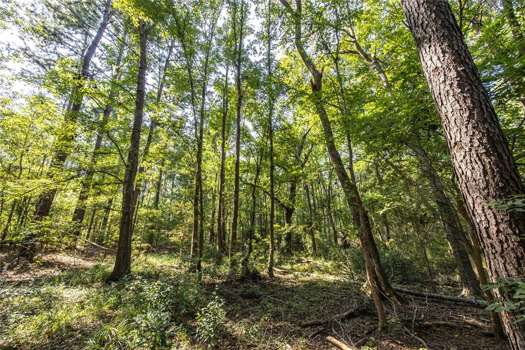 Tract 8 County Road 4221 Property Photo 9