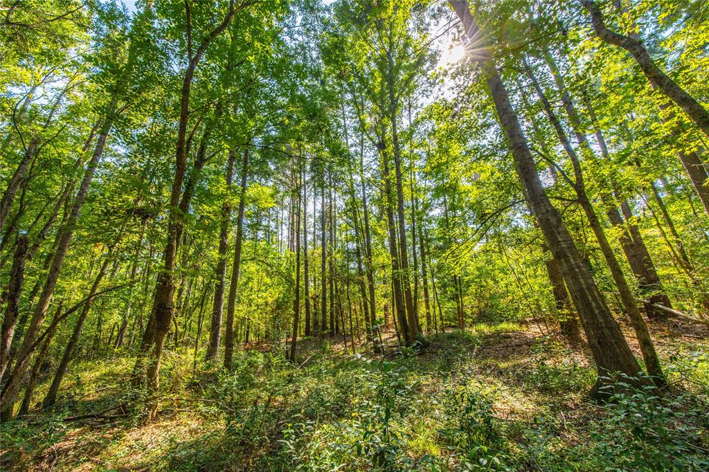 Tract 8 County Road 4221 Property Photo 10