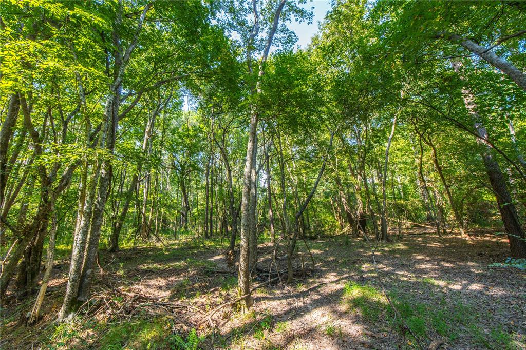 Tract 8 County Road 4221 Property Photo 12
