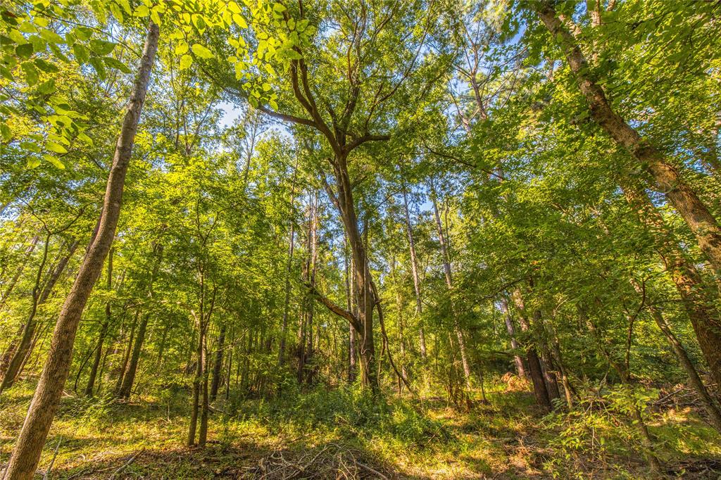 Tract 8 County Road 4221 Property Photo 13