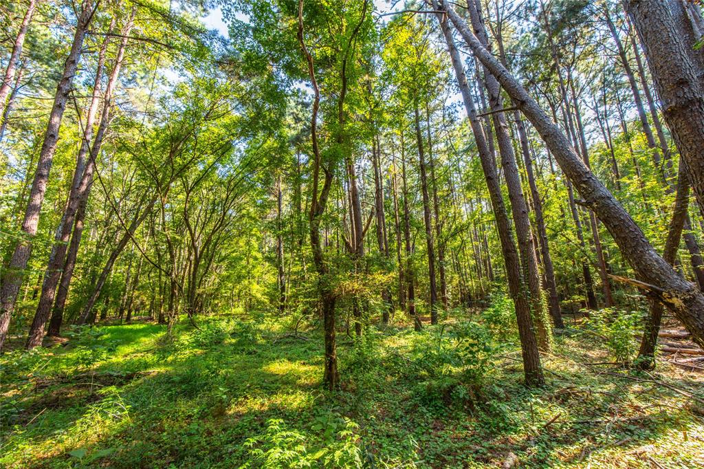 Tract 8 County Road 4221 Property Photo 15