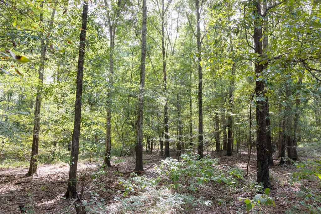Tract 10 County Road 4222 Property Photo 2