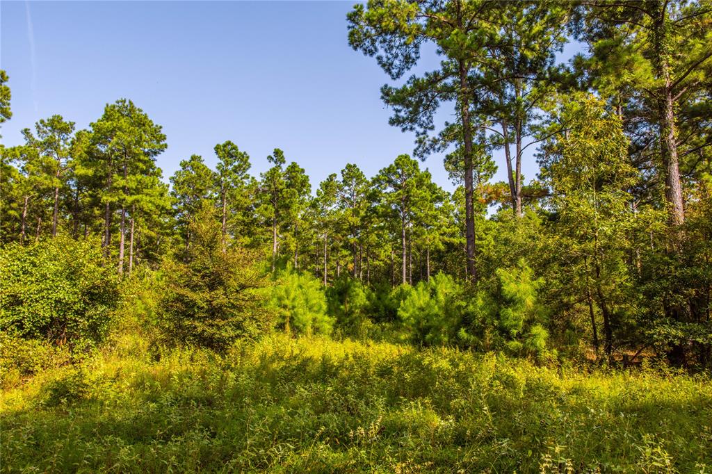 Tract 10 County Road 4222 Property Photo 7
