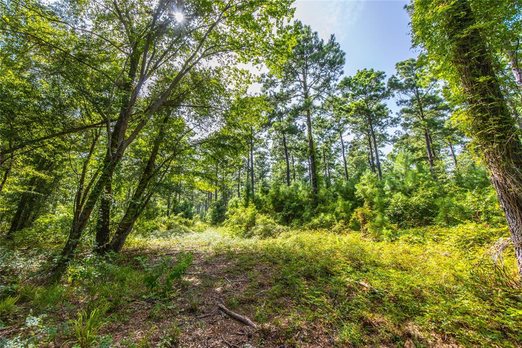 Tract 10 County Road 4222 Property Photo 8