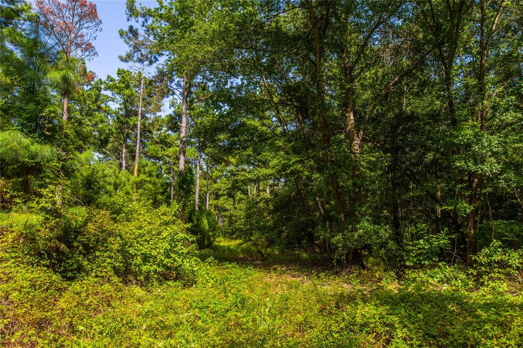 Tract 10 County Road 4222 Property Photo 9