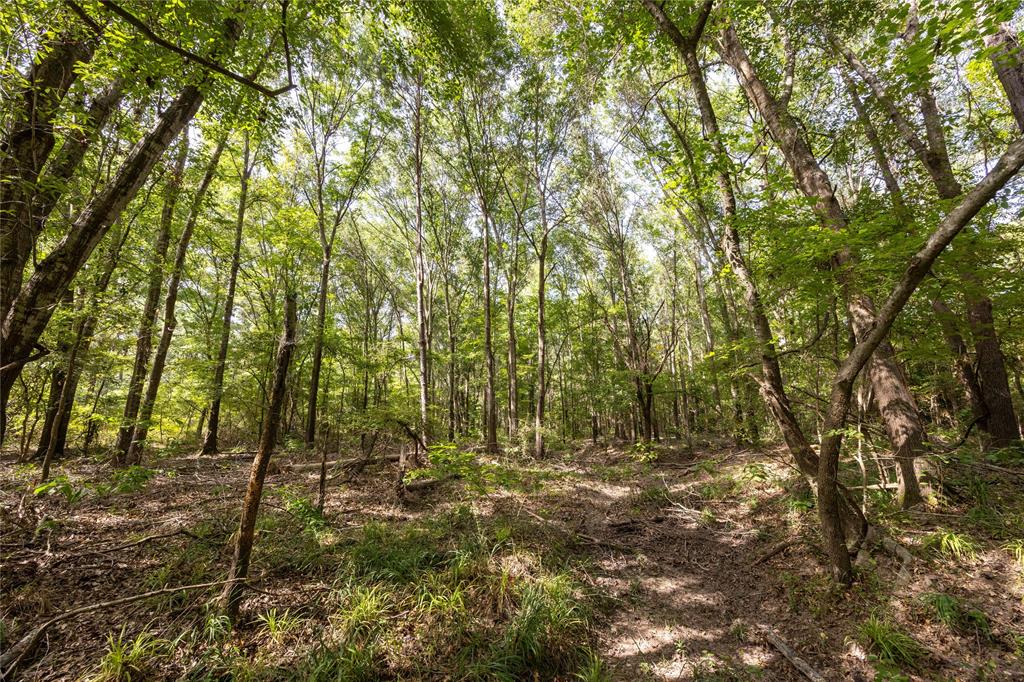 Tract 10 County Road 4222 Property Photo 12