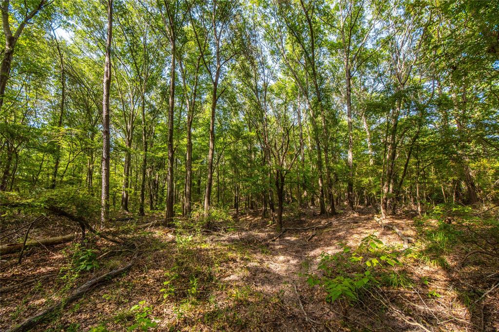 Tract 10 County Road 4222 Property Photo 13