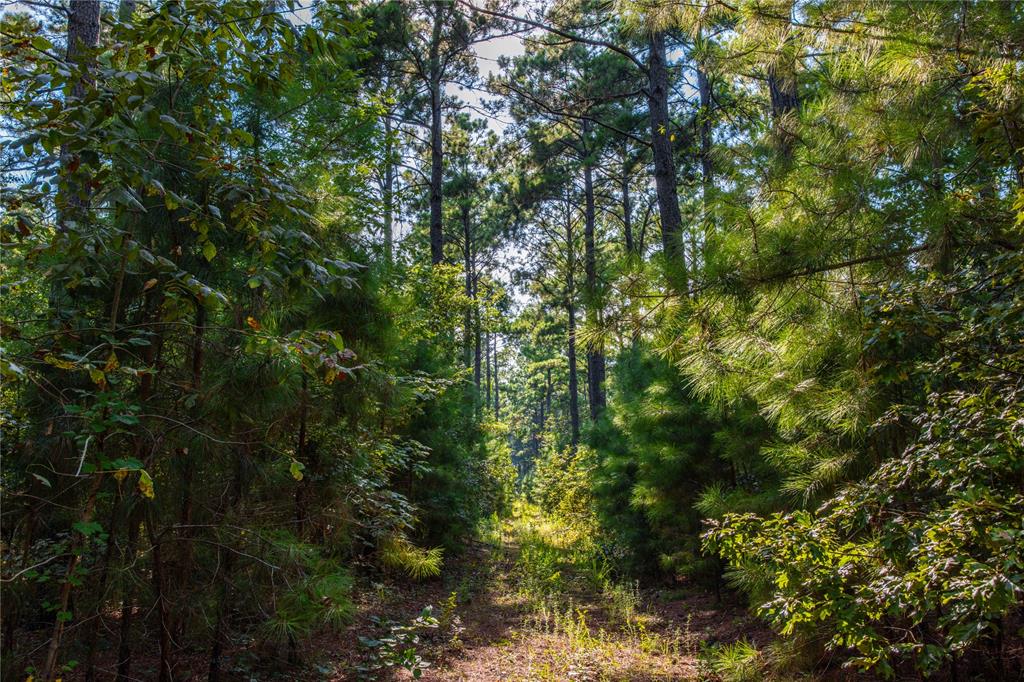 Tract 10 County Road 4222 Property Photo 16