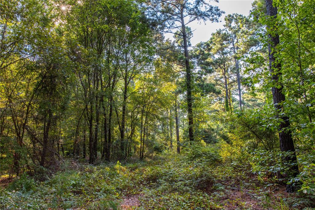 Tract 10 County Road 4222 Property Photo 17