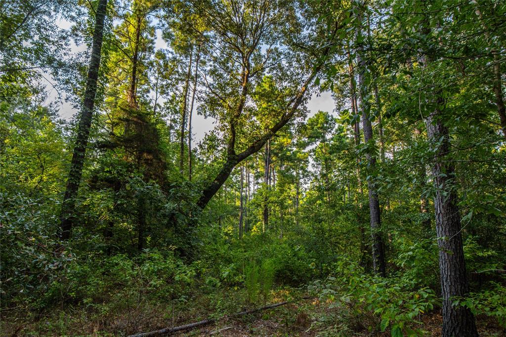 Tract 11 County Road 4222 Property Photo 4