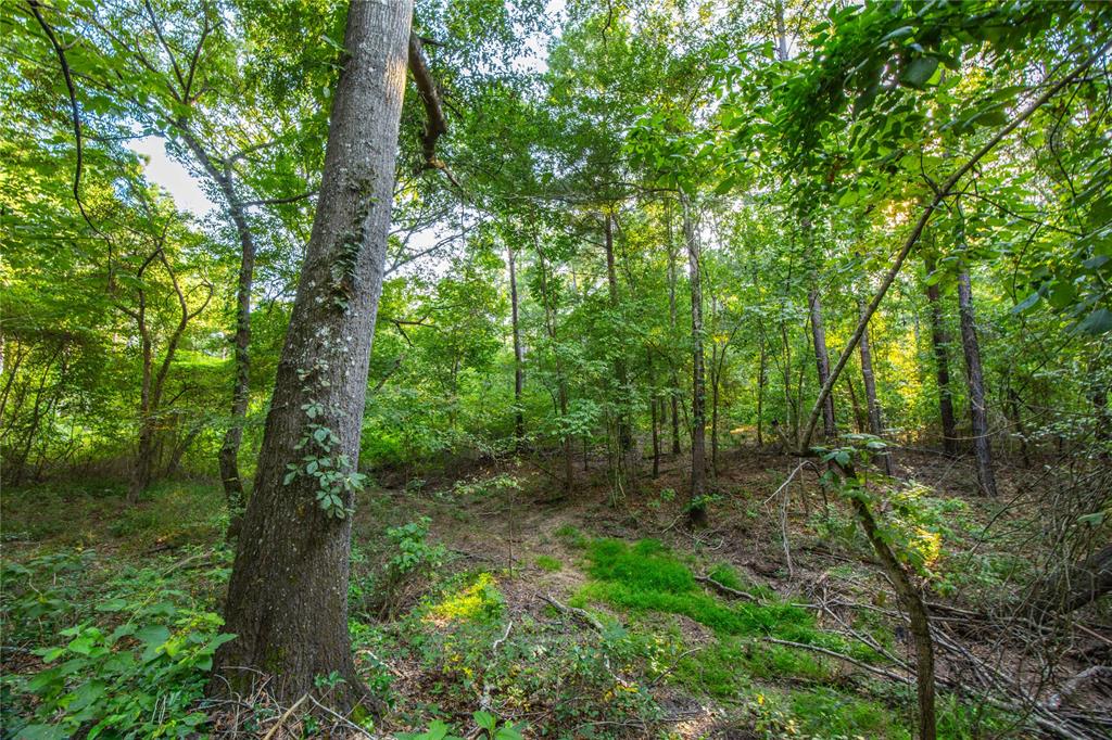 Tract 11 County Road 4222 Property Photo 6