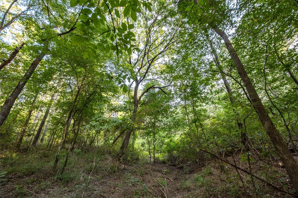 Tract 11 County Road 4222 Property Photo 8