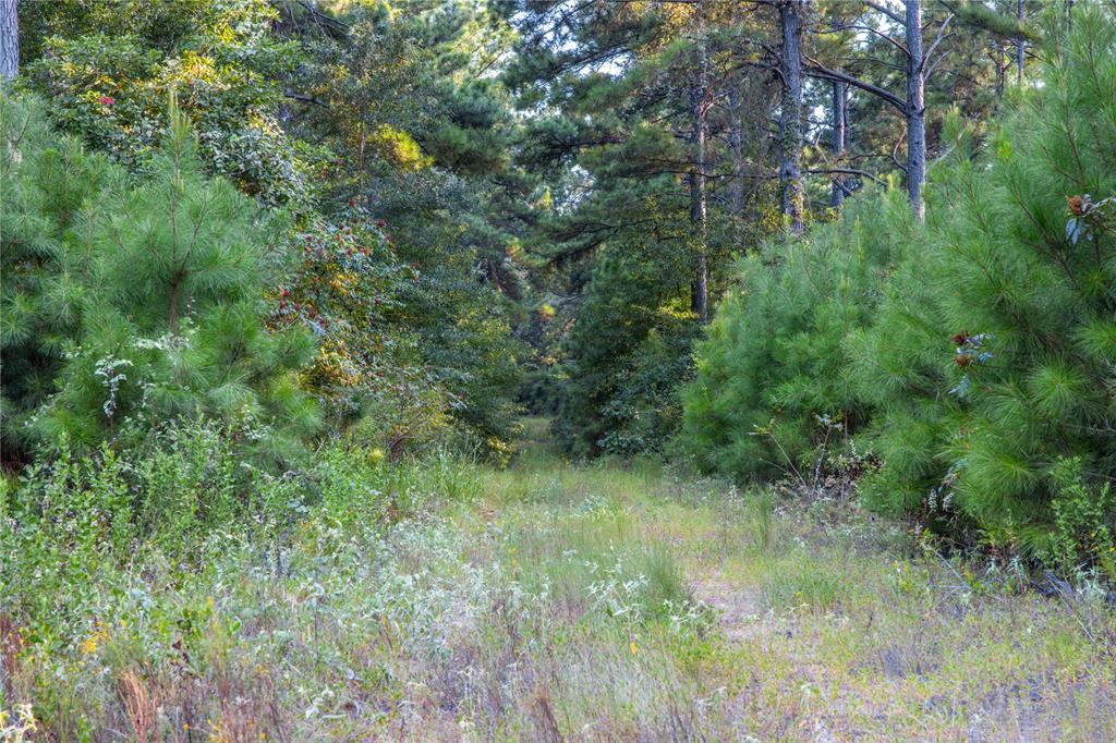 Tract 11 County Road 4222 Property Photo 14