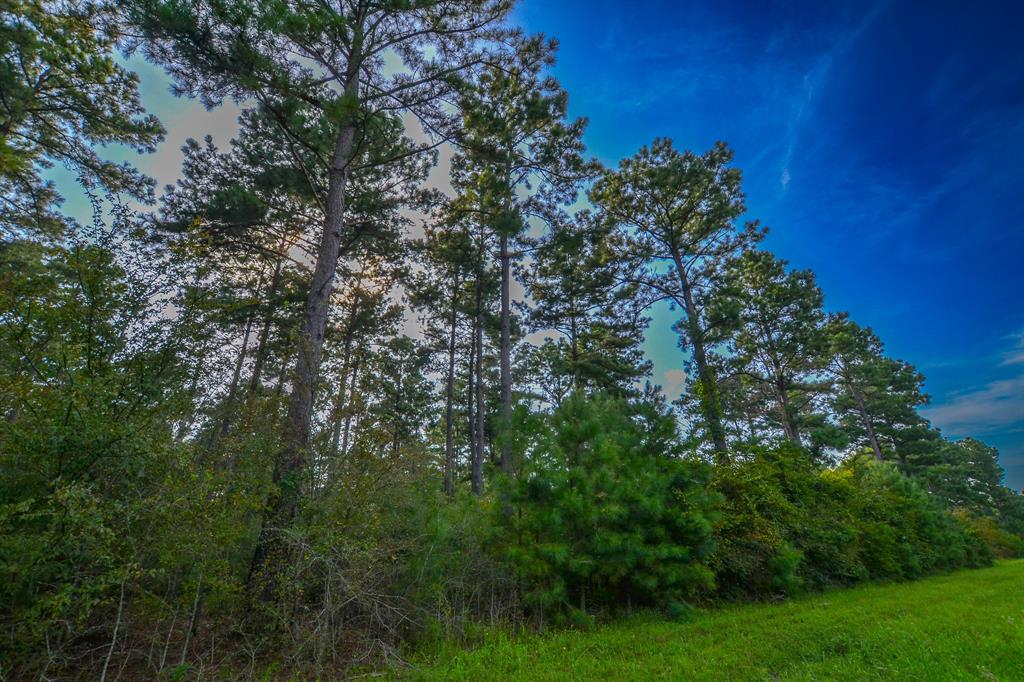 Tract 14 County Road 4224 Property Photo 4