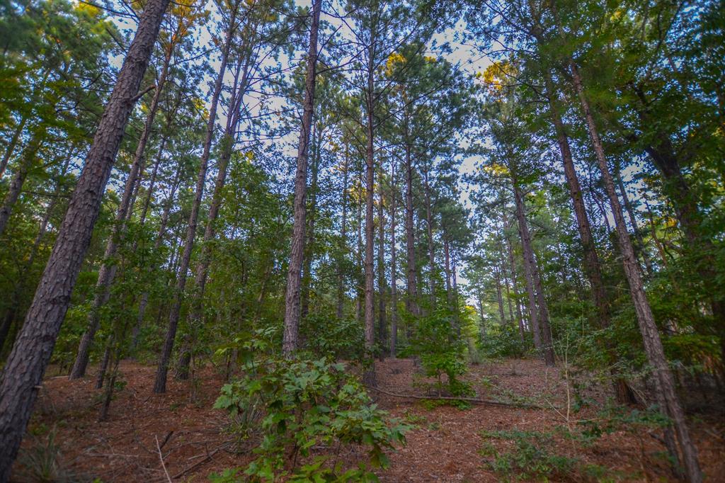 Tract 14 County Road 4224 Property Photo 8
