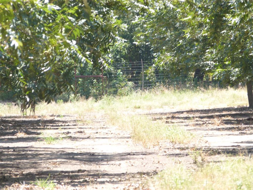 Tbd County Road 216 Property Photo 22