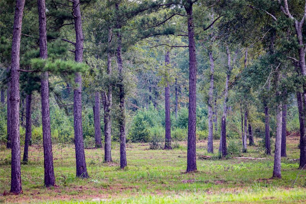 Tbd Moon Lake Rd Property Photo 15
