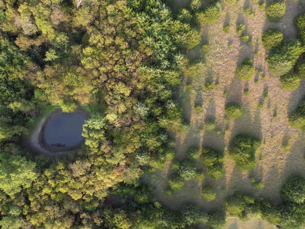 51.1 Acres Cr-3603 Property Photo 7
